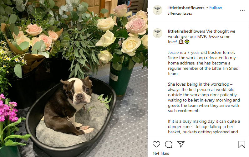national dog day instagram post