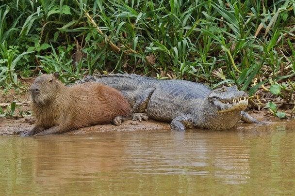 r/AnimalsBeingBros - Just a capybara and a crocodile chillin'